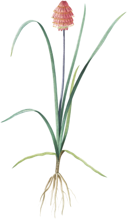 Veltheimia abyssinica illustration from Les liliacées (1805) by Pierre Joseph Redouté (1759-1840).