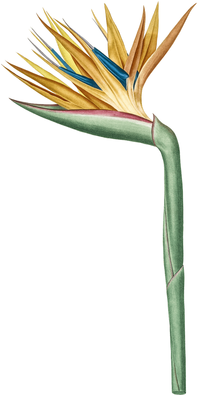 Bird of paradise illustration from Les liliacées (1805) by Pierre-Joseph Redouté.