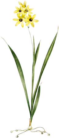 Ixia fusco citrina illustration from Les liliacées (1805) by Pierre-Joseph Redouté.