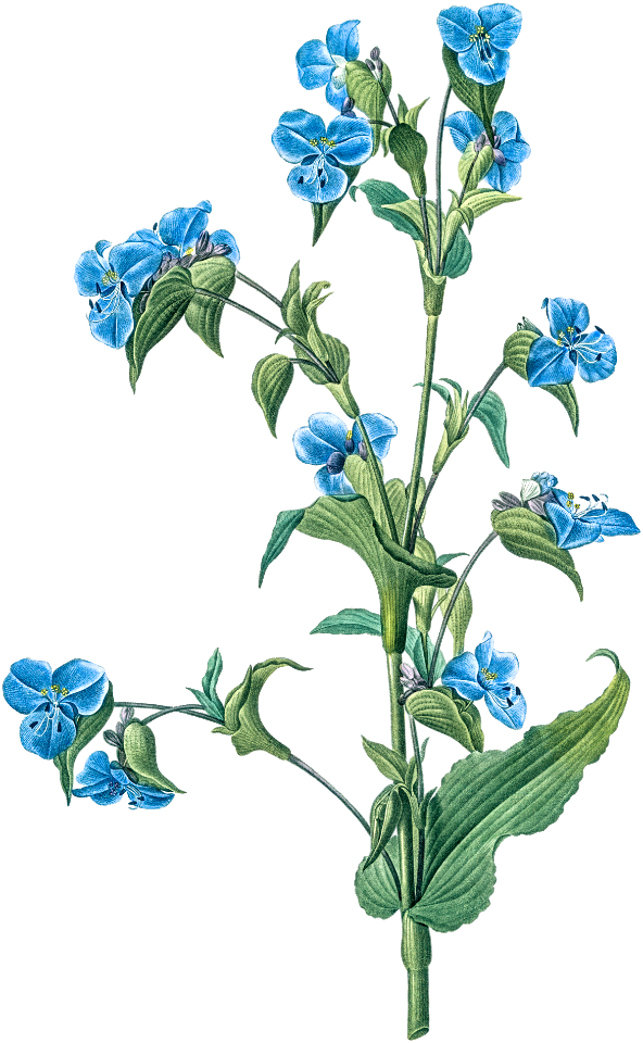 Commelina tuberosa illustration from Les liliacées (1805) by Pierre-Joseph Redouté.