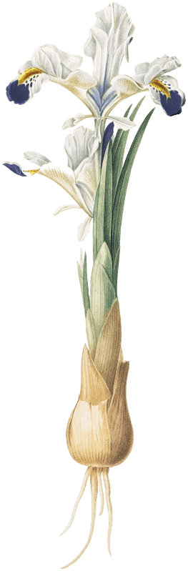 Iris Persica illustration from Les liliacées (1805) by Pierre Joseph Redouté (1759-1840).