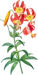 Turban lily illustration from Les liliacées (1805) by Pierre-Joseph Redouté.