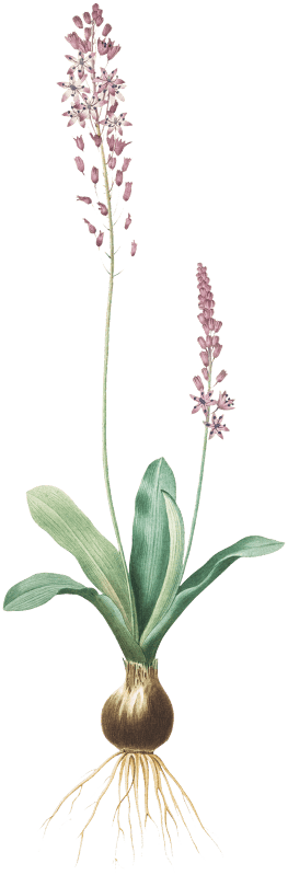 Scilla obtusifolia illustration from Les liliacées (1805) by Pierre Joseph Redouté (1759-1840).