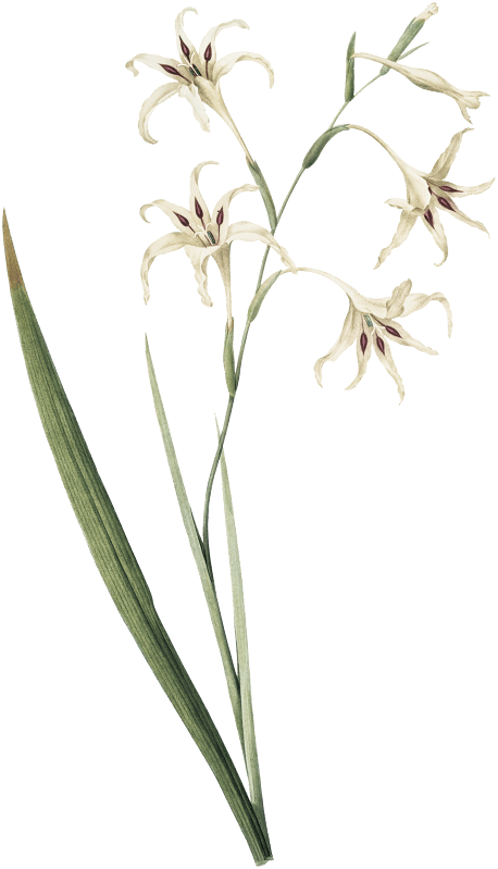 Gladiolus cuspidatus illustration from Les liliacées (1805) by Pierre-Joseph Redouté.