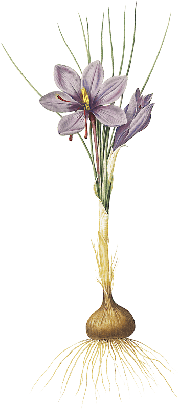 Crocus sativus illustration from Les liliacées (1805) by Pierre-Joseph Redouté.