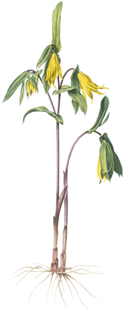 Uvularia perfoliata illustration from Les liliacées (1805) by Pierre Joseph Redouté (1759-1840).