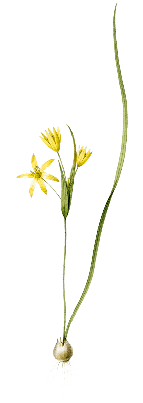 Wonder flower illustration from Les liliacées (1805) by Pierre Joseph Redouté (1759-1840).