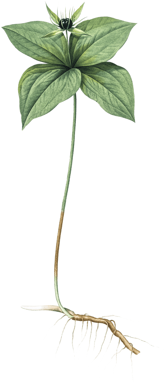 Herb paris illustration from Les liliacées (1805) by Pierre Joseph Redouté (1759-1840).