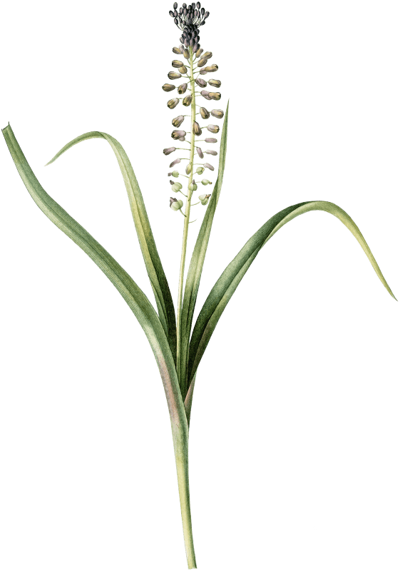Grape hyacinth illustration from Les liliacées (1805) by Pierre-Joseph Redouté.