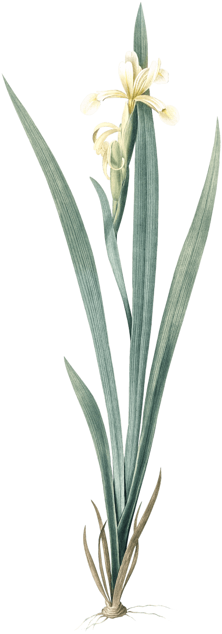 Yellow banded iris illustration from Les liliacées (1805) by Pierre Joseph Redouté (1759-1840).