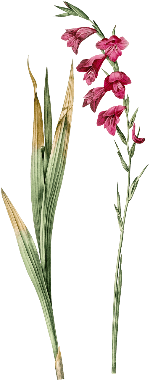 Eastern gladiolus illustration from Les liliacées (1805) by Pierre-Joseph Redouté.