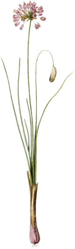 Autumn onion illustration from Les liliacées (1805) by Pierre Joseph Redouté (1759-1840).