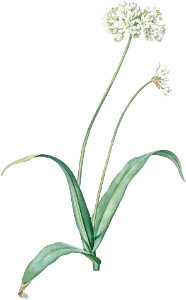 Spring garlic illustration from Les liliacées (1805) by Pierre Joseph Redouté (1759-1840).