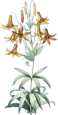 Canada lily illustration from Les liliacées (1805) by Pierre-Joseph Redouté.