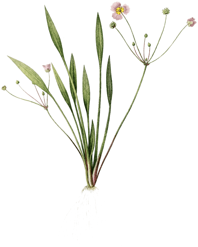Lesser water-plantain illustration from Les liliacées (1805) by Pierre Joseph Redouté (1759-1840).