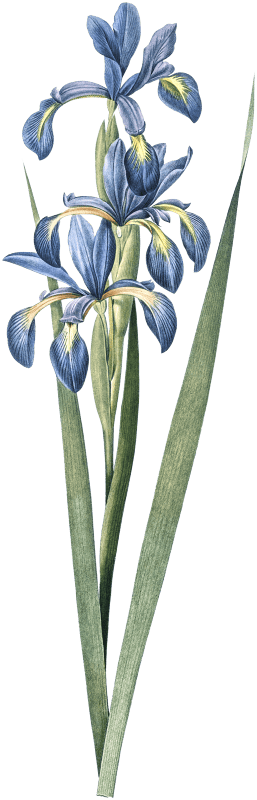 Blue iris illustration from Les liliacées (1805) by Pierre Joseph Redouté (1759-1840).