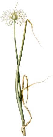 Wild onion illustration from Les liliacées (1805) by Pierre Joseph Redouté (1759-1840).