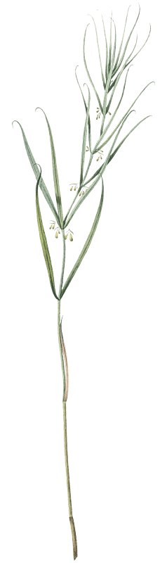 Siberian solomon's seal illustration from Les liliacées (1805) by Pierre Joseph Redouté (1759-1840).