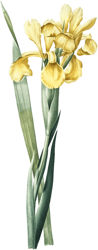 Iris Monnieri illustration from Les liliacées (1805) by Pierre-Joseph Redouté.