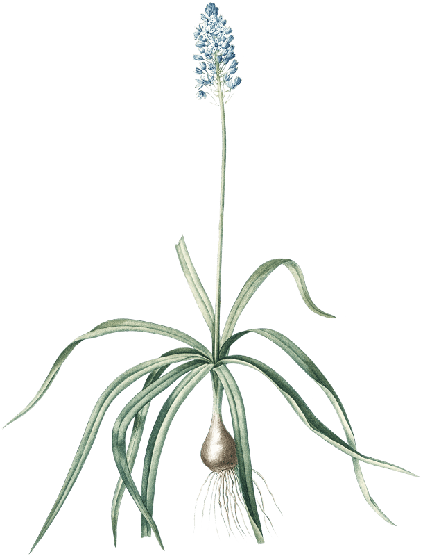 Italian bluebell illustration from Les liliacées (1805) by Pierre Joseph Redouté (1759-1840).