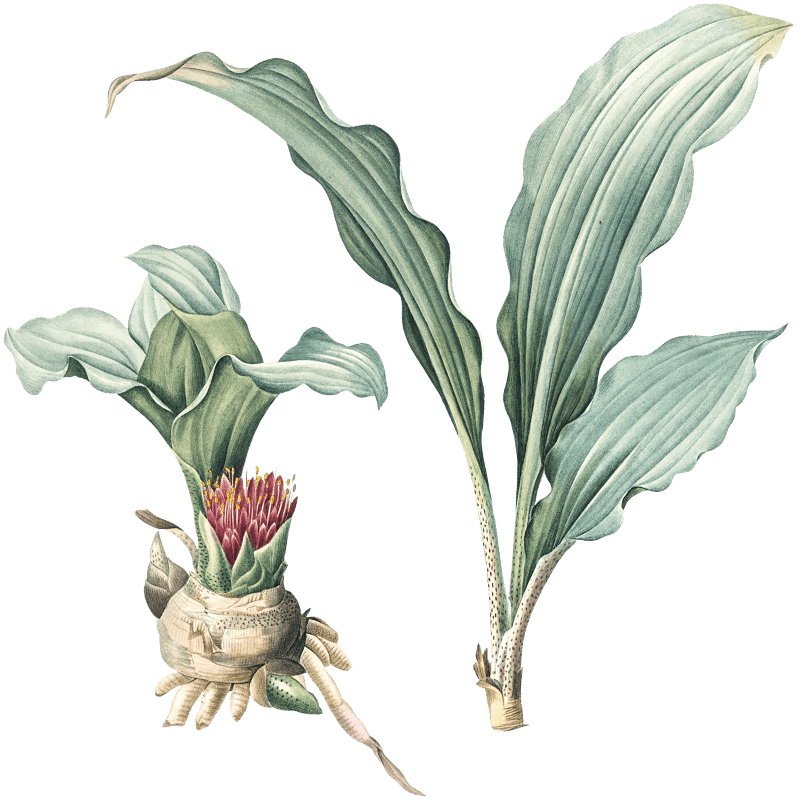 Paintbrush lily illustration from Les liliacées (1805) by Pierre Joseph Redouté (1759-1840).