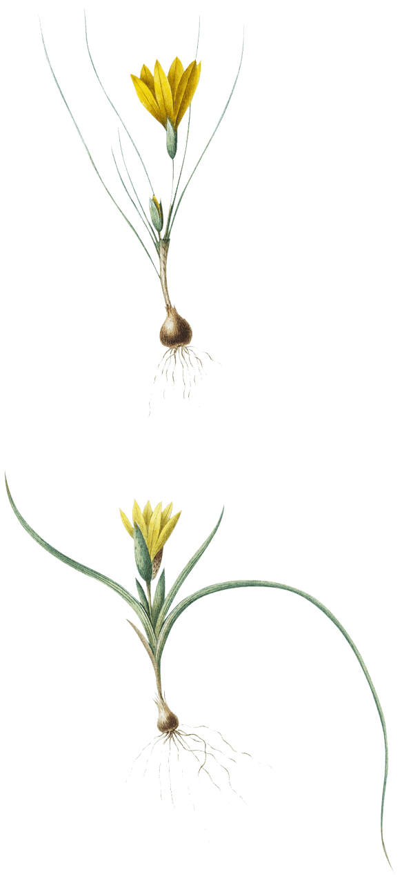 1. Ixia recurva 2. Ixia filifolia illustration from Les liliacées (1805) by Pierre Joseph Redouté (1759-1840).