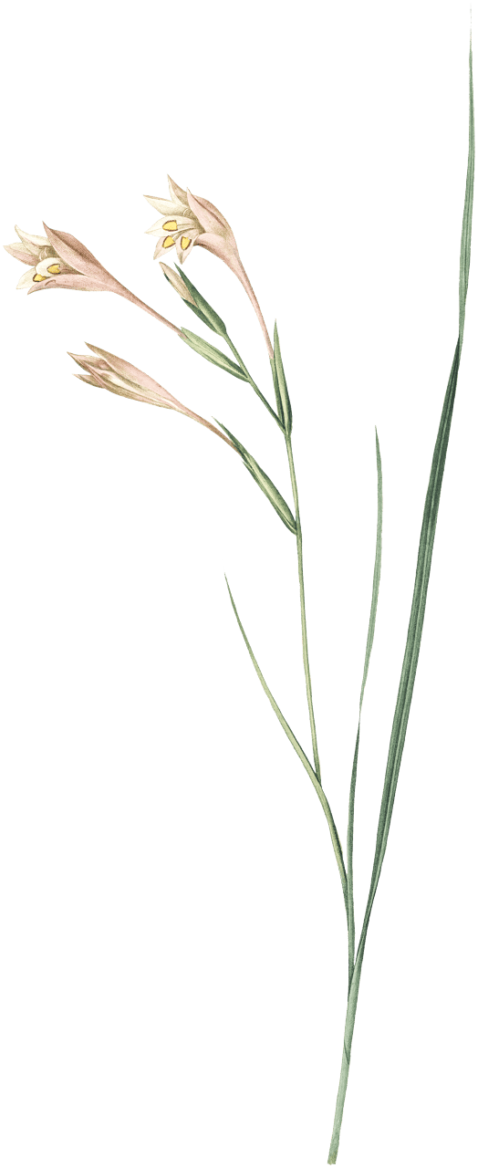 Long-tubed painted lady illustration from Les liliacées (1805) by Pierre Joseph Redouté (1759-1840).