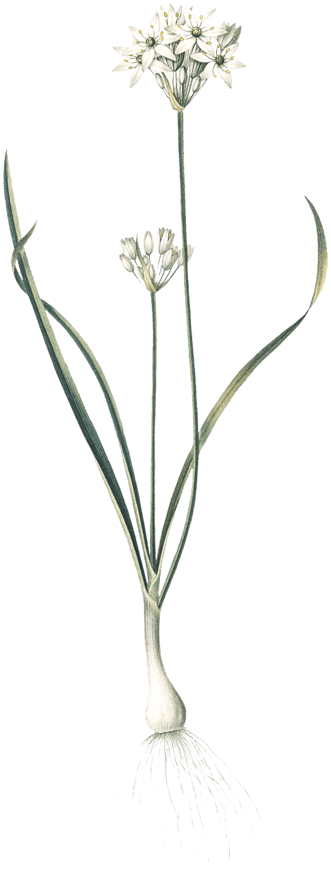 Three-cornered leek illustration from Les liliacées (1805) by Pierre Joseph Redouté (1759-1840).