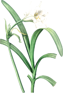 Peruvian daffodil illustration from Les liliacées (1805) by Pierre-Joseph Redouté.