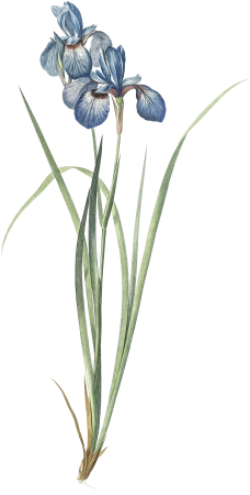 Iris pratensis illustration from Les liliacées (1805) by Pierre-Joseph Redouté.