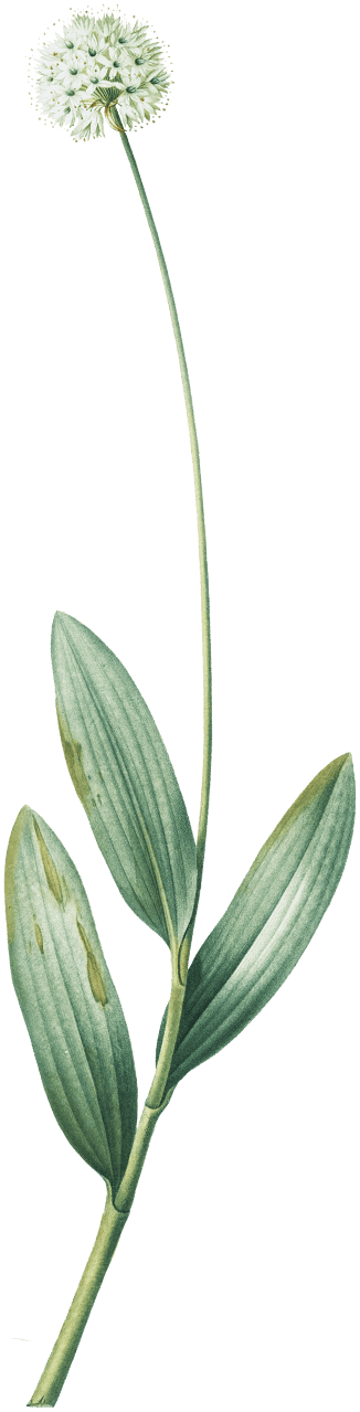 Victory onion illustration from Les liliacées (1805) by Pierre Joseph Redouté (1759-1840).