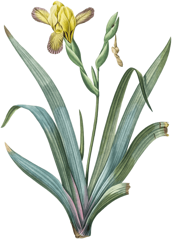 Hungarian iris illustration from Les liliacées (1805) by Pierre-Joseph Redouté.