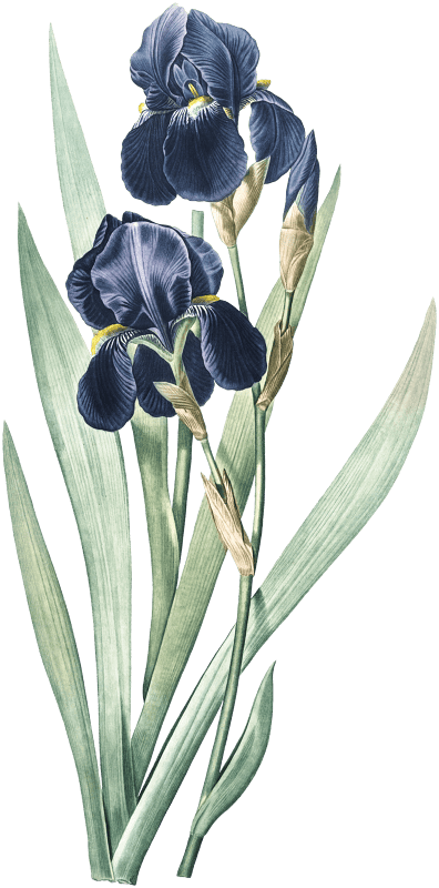 German iris illustration from Les liliacées (1805) by Pierre-Joseph Redouté.
