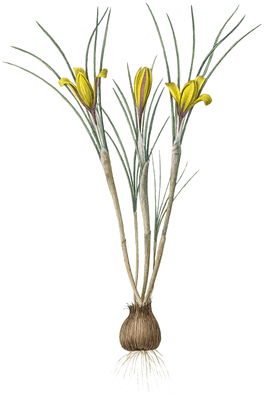 Cloth-of-gold crocus illustration from Les liliacées (1805) by Pierre Joseph Redouté (1759-1840).