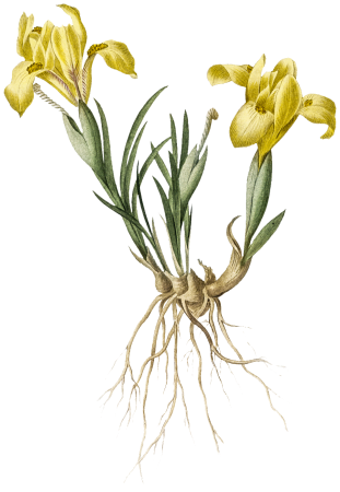 Sand iris illustration from Les liliacées (1805) by Pierre Joseph Redouté (1759-1840).