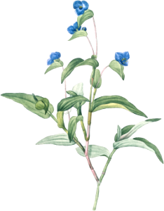 Blue spiderwort illustration from Les liliacées (1805) by Pierre Joseph Redouté (1759-1840).