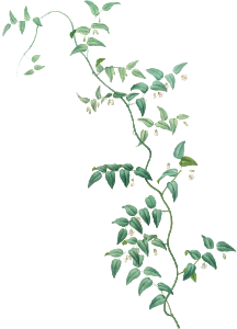 Bridal creeper illustration from Les liliacées (1805) by Pierre Joseph Redouté (1759-1840).