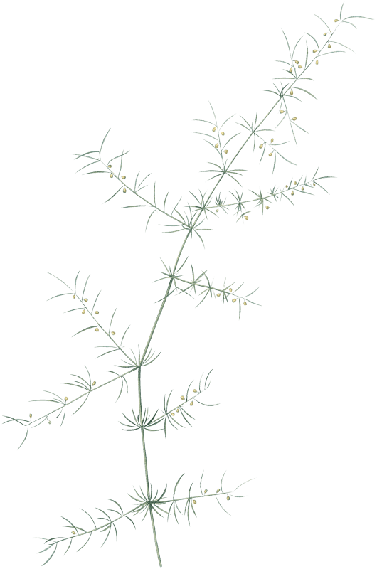 Climbing asparagus illustration from Les liliacées (1805) by Pierre Joseph Redouté (1759-1840).