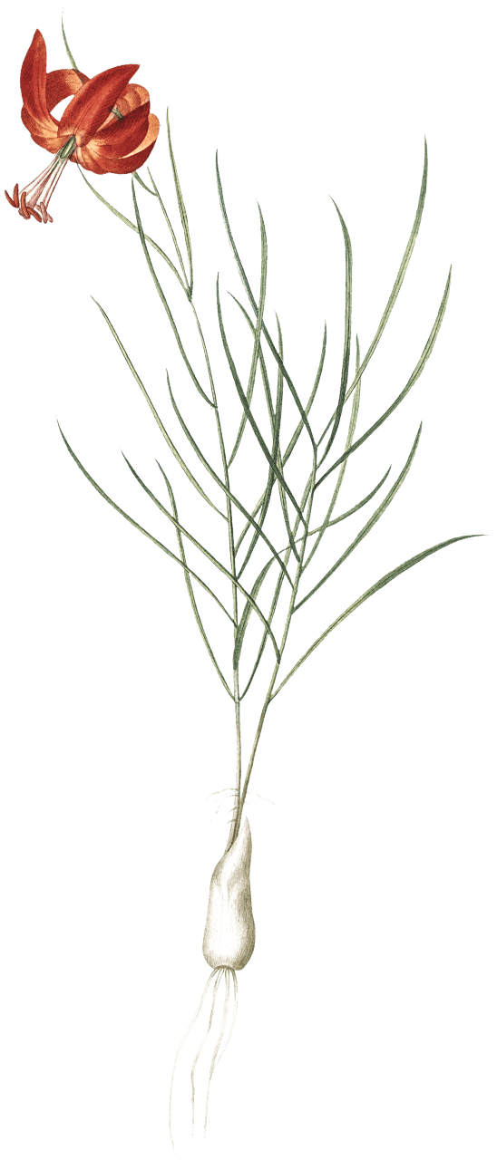 Coral lily illustration from Les liliacées (1805) by Pierre Joseph Redouté (1759-1840).