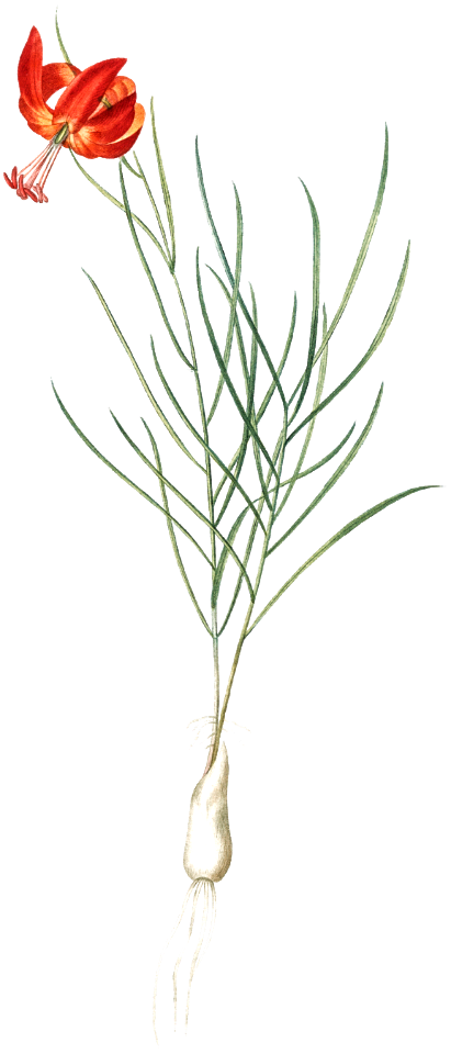Coral lily illustration from Les liliacées (1805) by Pierre Joseph Redouté (1759-1840).