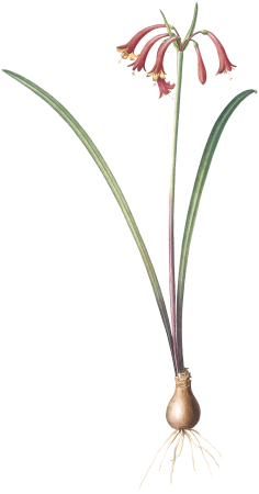 Brandlelie illustration from Les liliacées (1805) by Pierre Joseph Redouté (1759-1840).