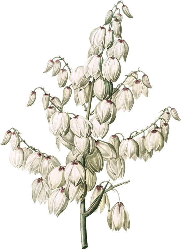 Aloe yucca illustration from Les liliacées (1805) by Pierre-Joseph Redouté.
