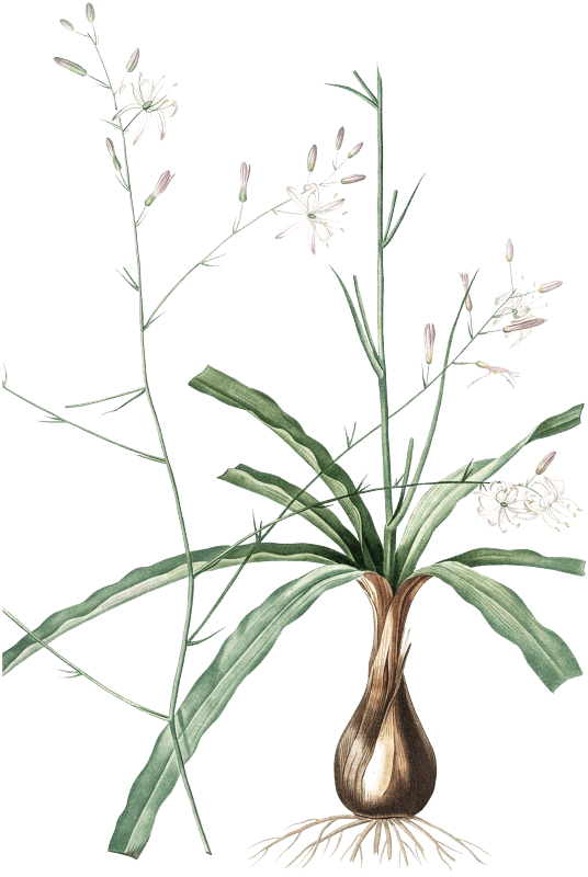 Wavy-leafed soap plant illustration from Les liliacées (1805) by Pierre Joseph Redouté (1759-1840).