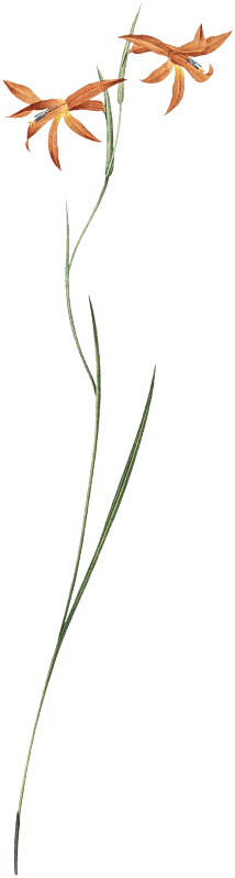 Gladiolus watsonius illustration from Les liliacées (1805) by Pierre Joseph Redouté (1759-1840).