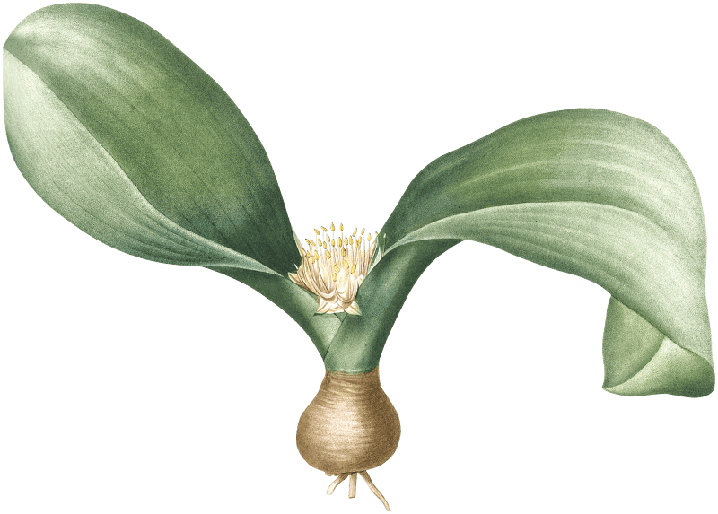Hedgehog lily illustration from Les liliacées (1805) by Pierre Joseph Redouté (1759-1840).
