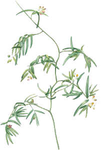 Bridal creeper illustration from Les liliacées (1805) by Pierre Joseph Redouté (1759-1840).