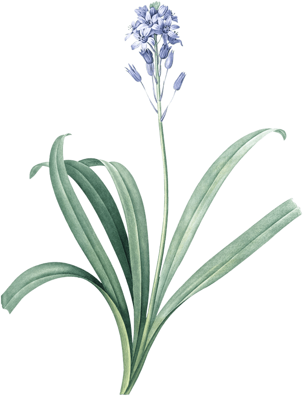 Spanish bluebell illustration from Les liliacées (1805) by Pierre Joseph Redouté (1759-1840).