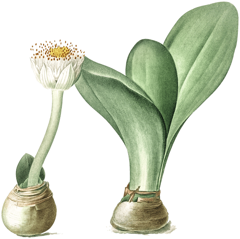 Paintbrush illustration from Les liliacées (1805) by Pierre Joseph Redouté (1759-1840).