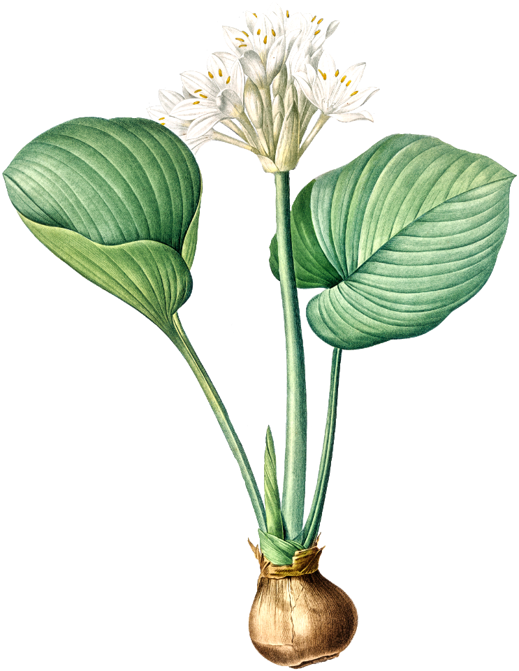 Cardwell lily illustration from Les liliacées (1805) by Pierre-Joseph Redouté.