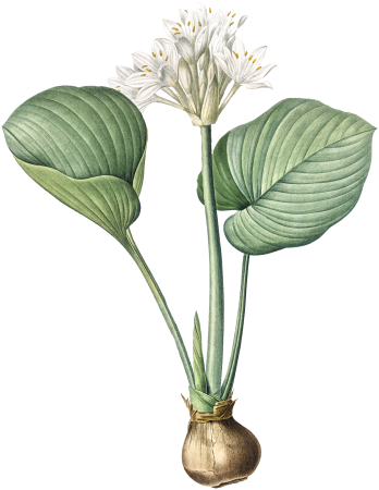 Cardwell lily illustration from Les liliacées (1805) by Pierre-Joseph Redouté.